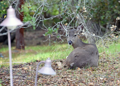 deer resting DSC_1118 copy.jpg