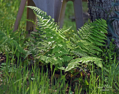 green fern DSC_1559 copy.jpg