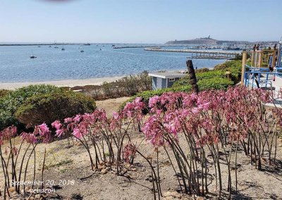 Half Moon Bay