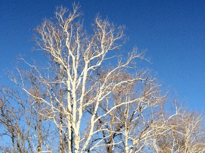IMG_2929.jpg