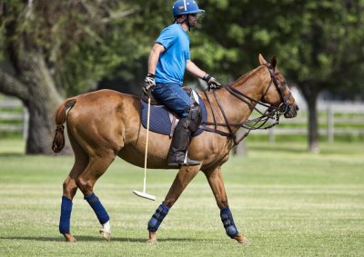Polo Practice (GALLERY)