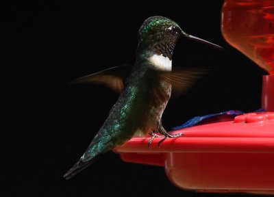 Hummers