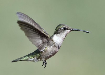 Hummingbird Snapshots