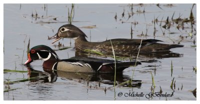 Canards , grebes et oies