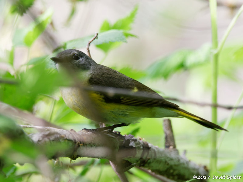 American Redstart (female or first year male)