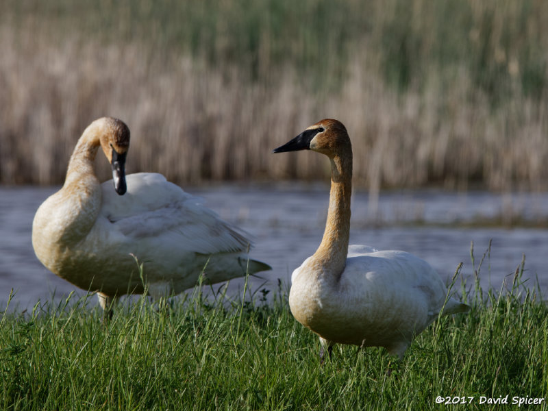 Trumpeter Swans