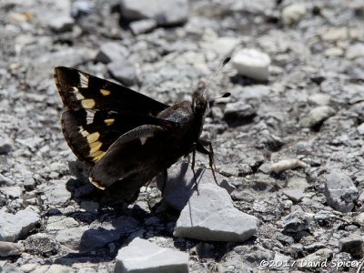 Yucca Giant-Skipper