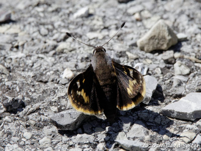 Yucca Giant-Skipper
