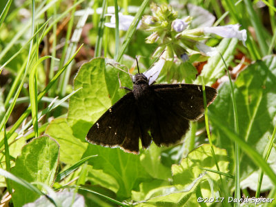 Northern Cloudywing