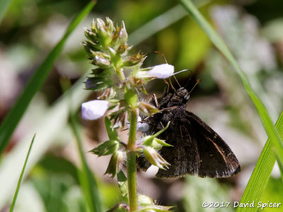 Northern Cloudywing