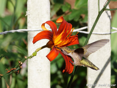 Ruby-throated Hummingbird