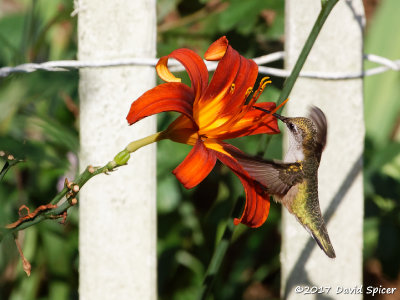 Hummingbirds