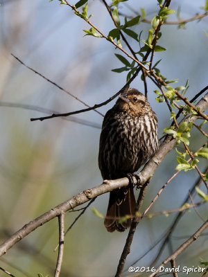 Red-winged Blackbird (female)