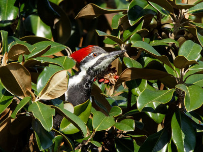 Pileated Woodpecker