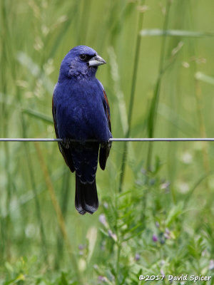 Tanagers, Cardinals, Buntings and Grosbeaks