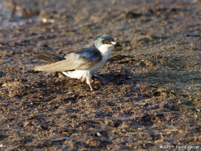 Tree Swallow