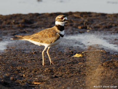 Killdeer