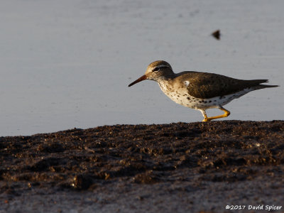 Spotted Sandpiper