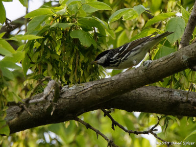 Blackpoll Warbler