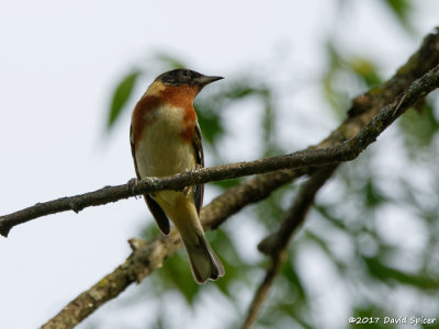 Bay-breasted Warbler