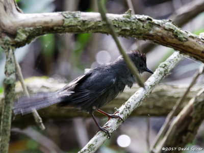 Gray Catbird