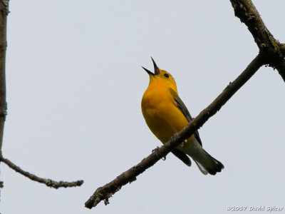 Prothonotary Warbler