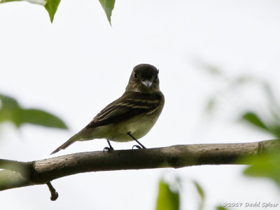 ? Flycatcher