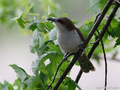 Black-billed Cuckoo