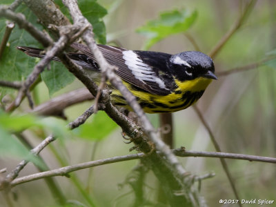 Magnolia Warbler