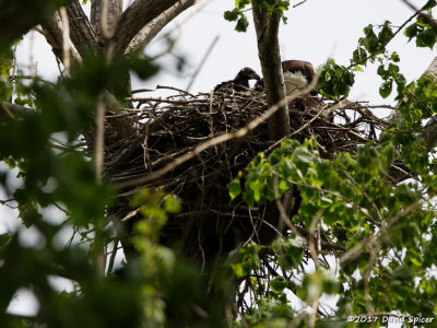 Bald Eagle Nest