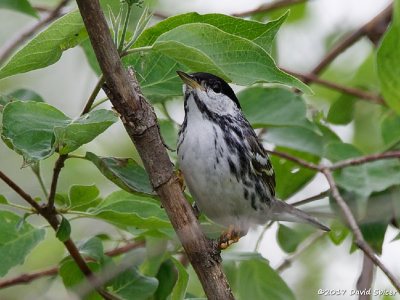 Blackpoll Warbler