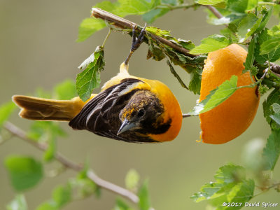 Baltimore Oriole (first year male)