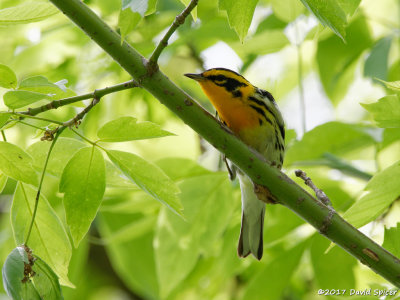 Blackburnian Warbler