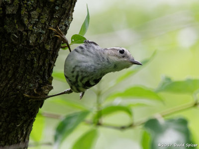 Black and White Warbler