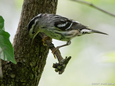 Black and White Warbler