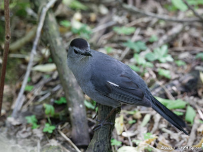 Mockingbirds, Thrashers, Pipits and Waxwings