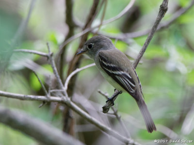 ? Flycatcher