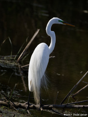 Bitterns, Egrets, Herons, Ibises, Spoonbills and Storks