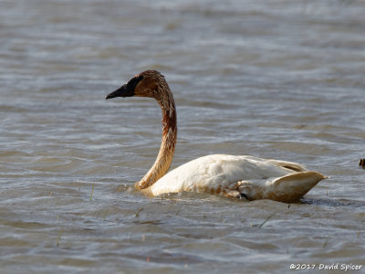 Trumpeter Swan