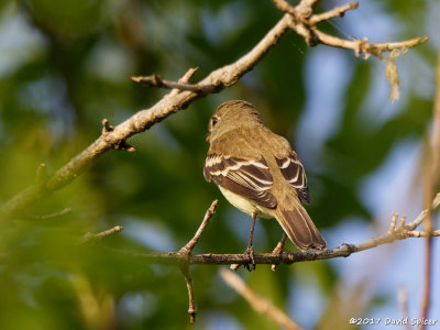 ? Flycatcher