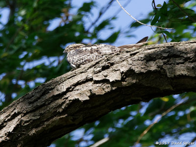 Common Nighthawk