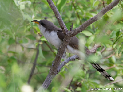 Yellow-billed Cuckoo