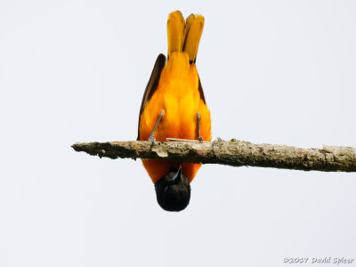 Baltimore Oriole