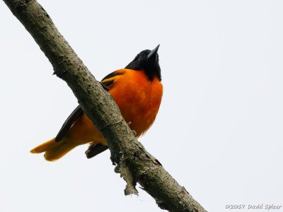 Baltimore Oriole