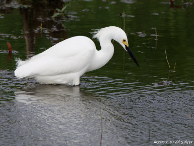 Snowy Egret