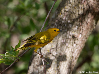 Yellow Warbler