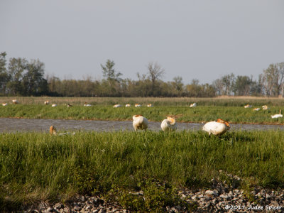 Trumpeter Swans