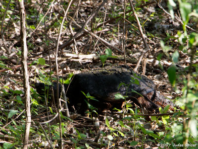 Snapping Turtle