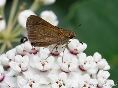 Dun Skipper
