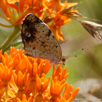 Checkerspots, Crescents and Patches